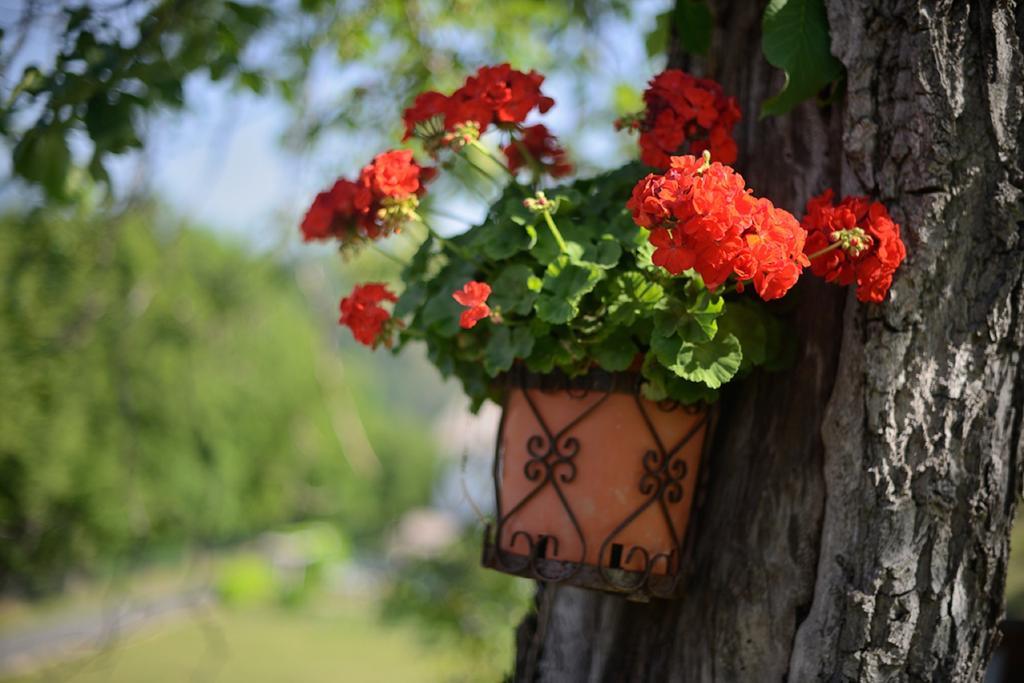 Bed And Breakfast Montino Cene Exterior foto